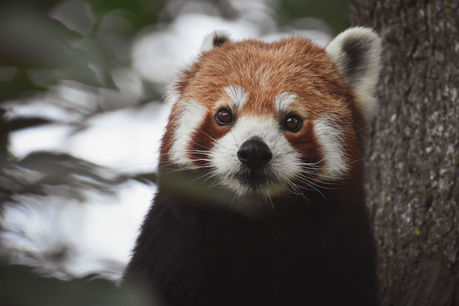 Gros plan d'un panda roux